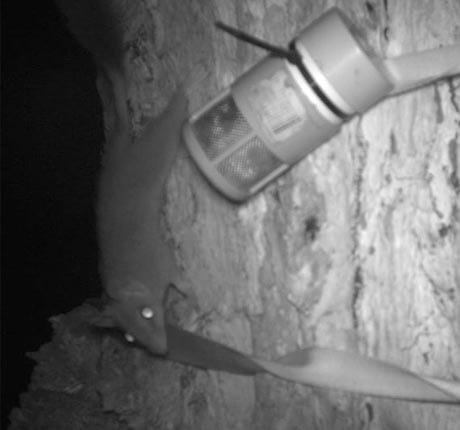 Brushtail