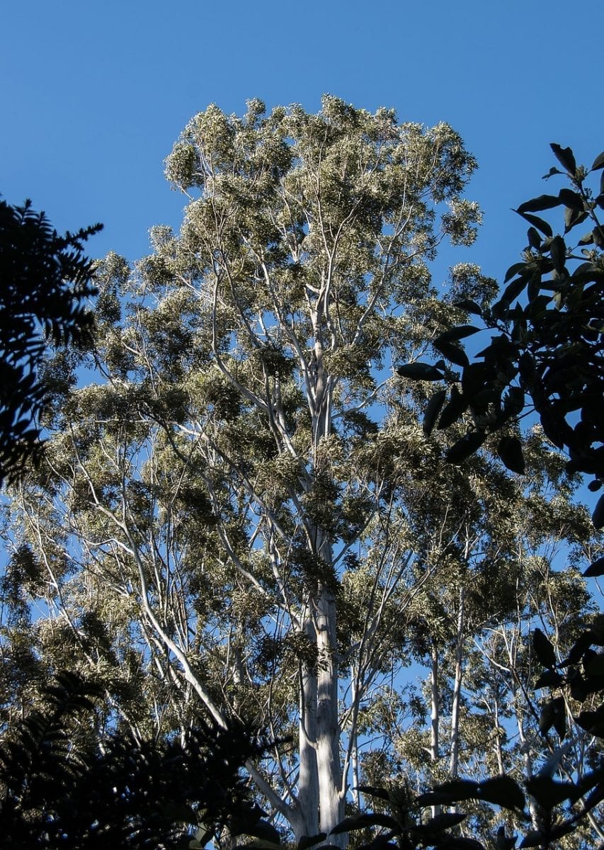 gum-tree-squirrel-glider gum-tree-squirrel-glider